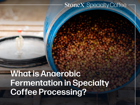 What Is Anaerobic Fermentation in Specialty Coffee Processing?