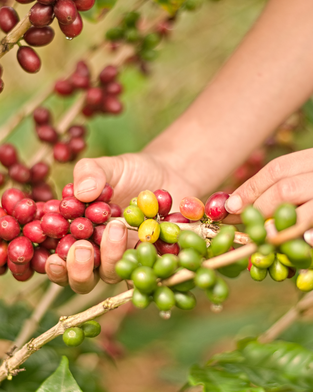 Colombian Huila Supremo EP Green Coffee Beans from Mercon Specialty