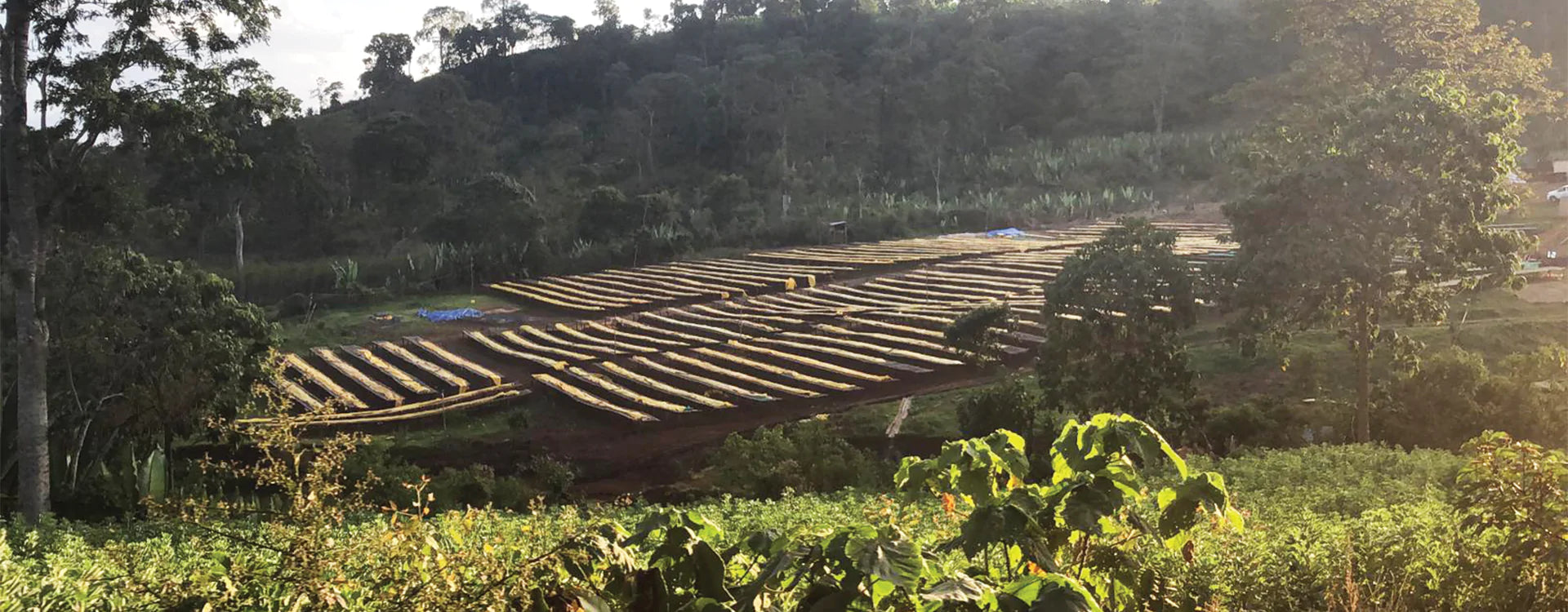 Sidamo Grade 2 Washed