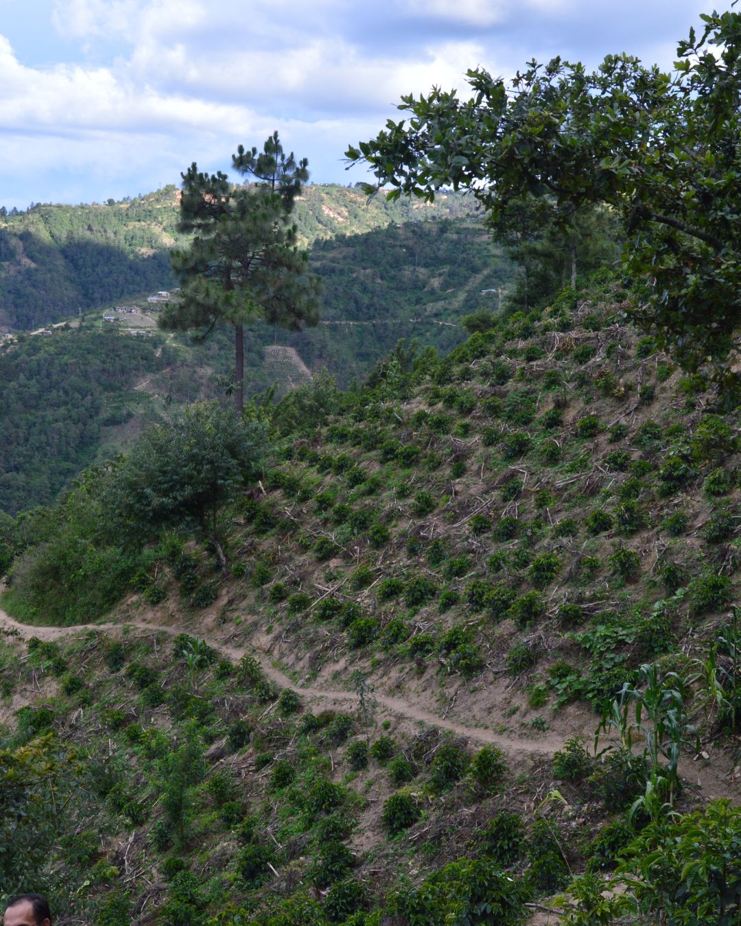 Finca Los Pinos HHT Washed ML