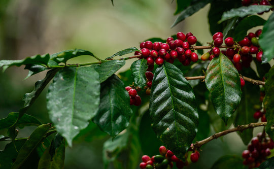 Finca la Valentina Natural