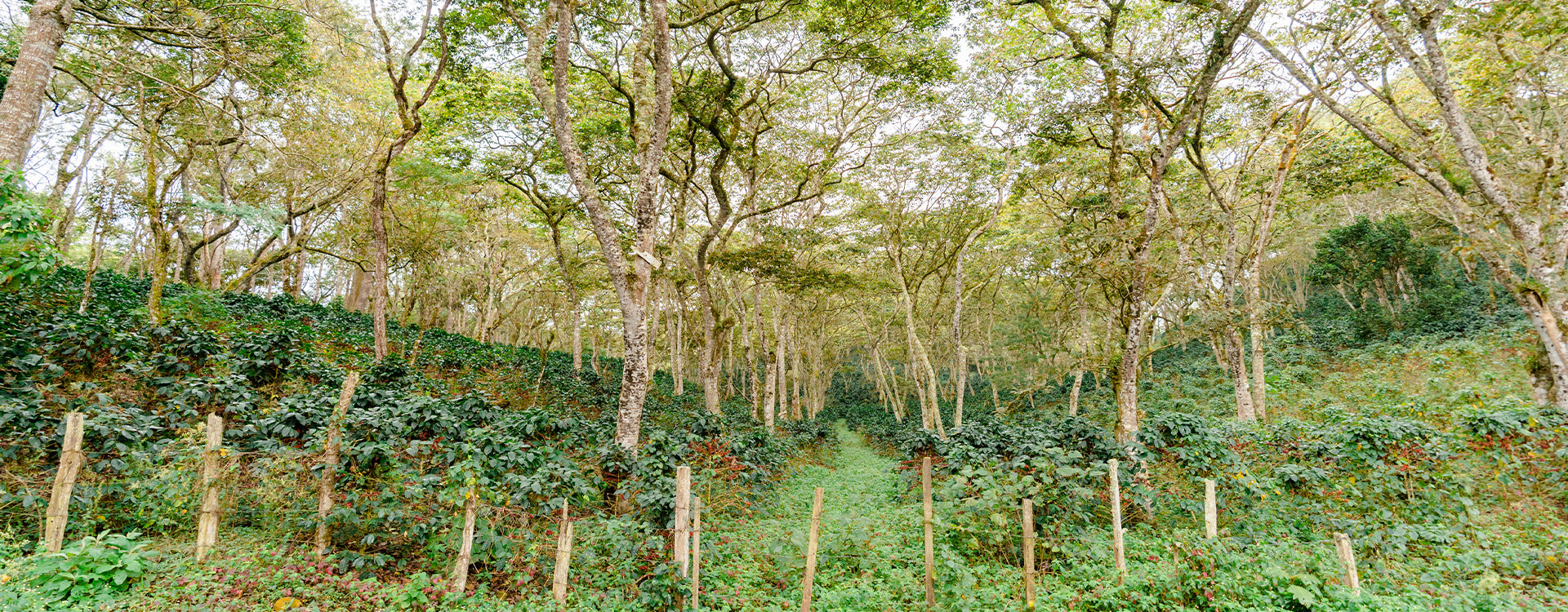 Montecillos SHG